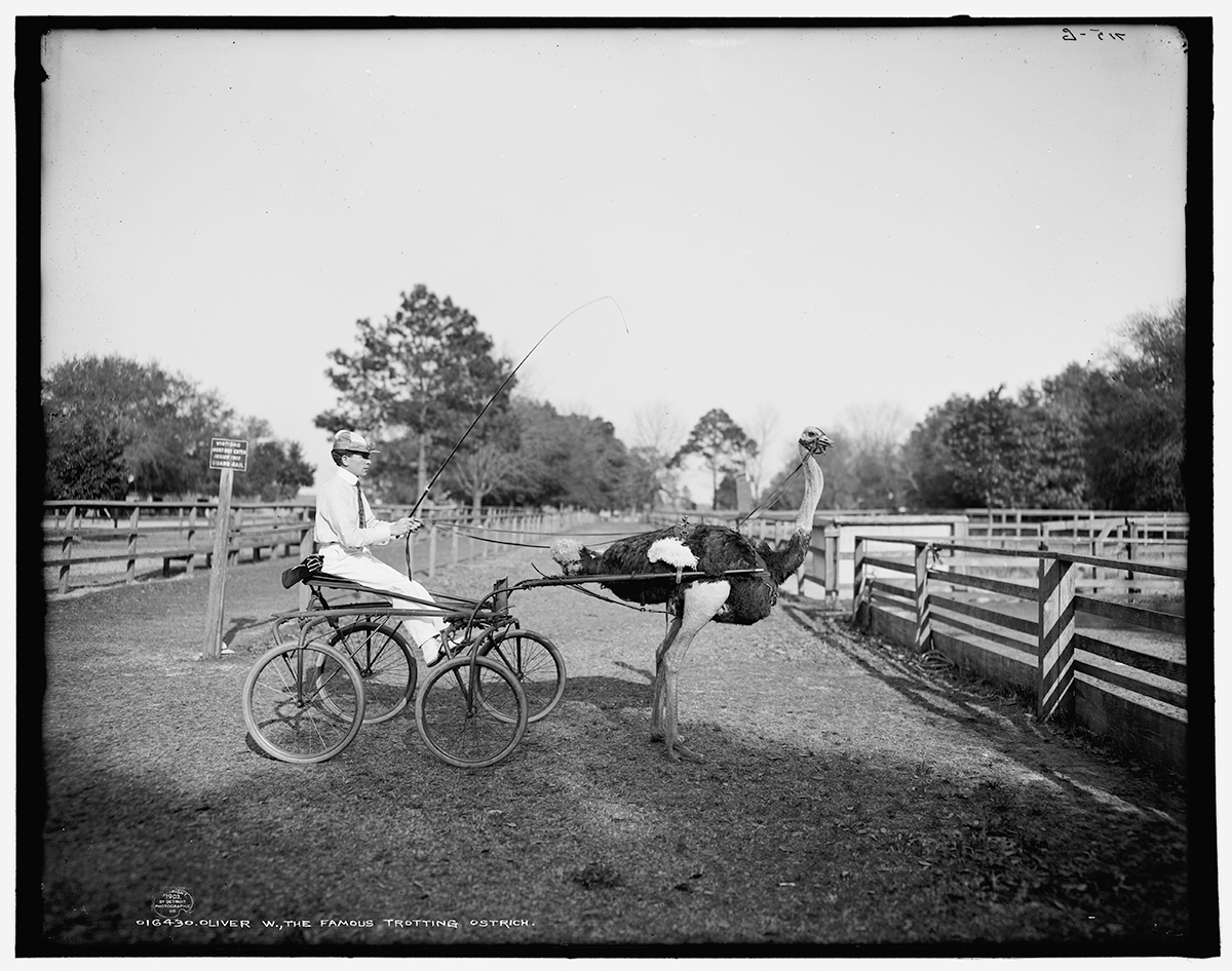 """B&W photo of Oliver W., the famous trotting ostrich at Florida Ostrich Farm in Jacksonville."""